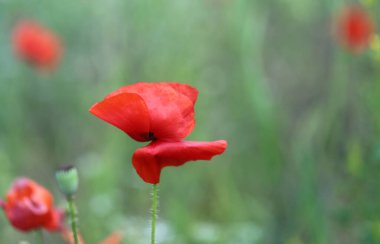 Fotoğraf arkaplanda güzel kırmızı gelincikler.