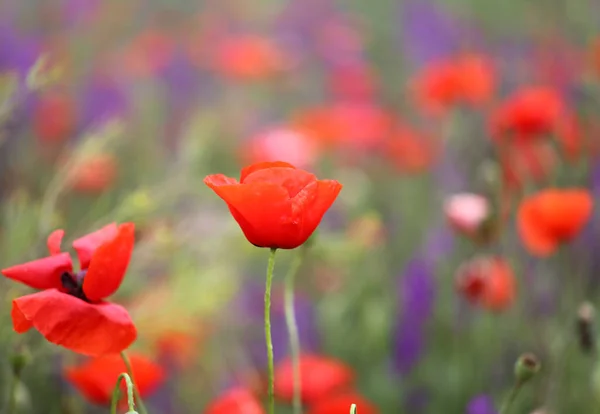 Fényképezés background beautiful red poppies in the field — Stock Fotó