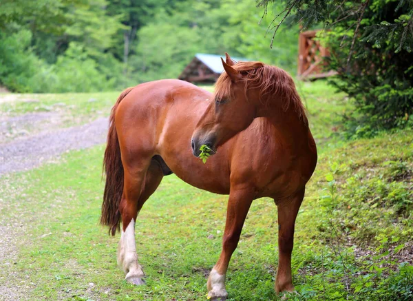 Όμορφο Κόκκινο Άλογο Τρώει Φύλλα Ένα Φυσικό Καταφύγιο — Φωτογραφία Αρχείου