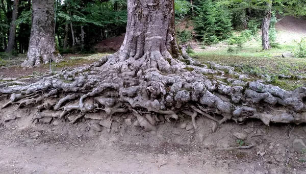 Unusual Beautiful Roots Tree Reserve Summer Day — Stock Photo, Image