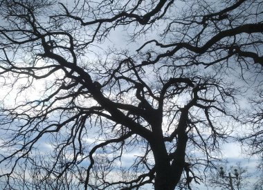 Doğanın arka planı için alışılmadık ağaç siluetleri