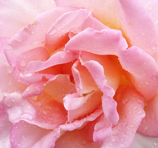 Rosa Rosa Brillante Hermoso Jardín Verano —  Fotos de Stock