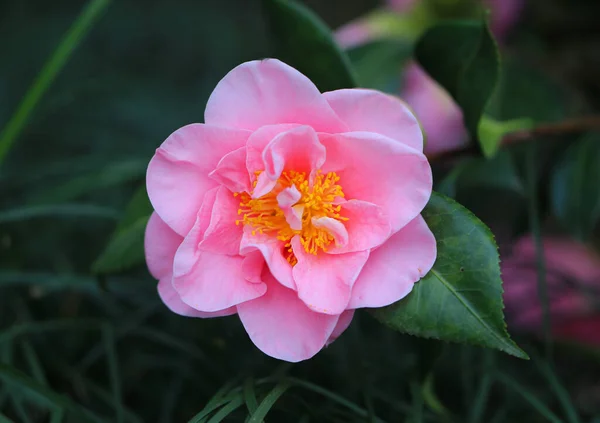 Pink Camellia Bright Beautiful Garden Summer — Stock Photo, Image