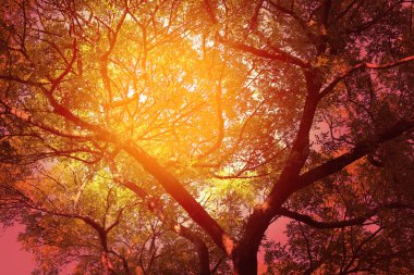 Güzel dalları olan sonbahar ağacı arka planının güzel bir fotoğrafı.