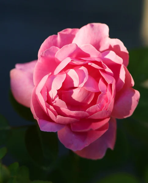 Lovely Rose — Stock Photo, Image