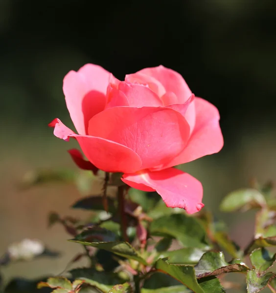 Foto rosa rosa hermosa — Foto de Stock