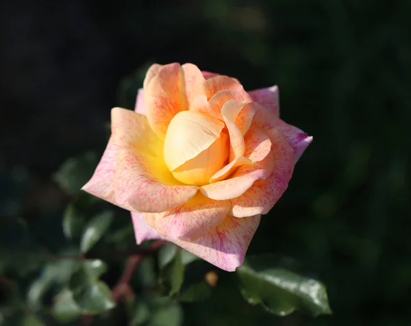 Foto van prachtige ongebruikelijke rose — Stockfoto