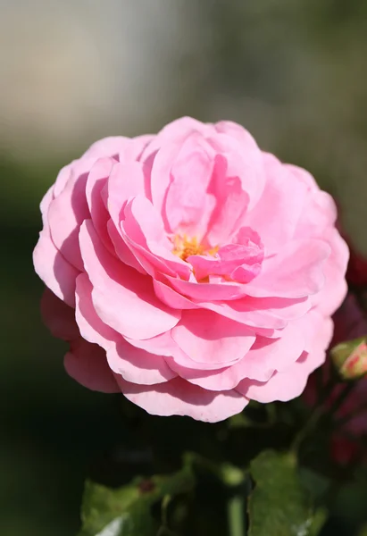 Foto rosa rosa hermosa — Foto de Stock