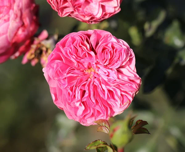 Foto van mooie roze roos — Stockfoto