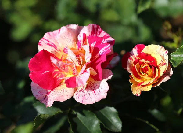 Photo beautiful unusual roses — Stock Photo, Image