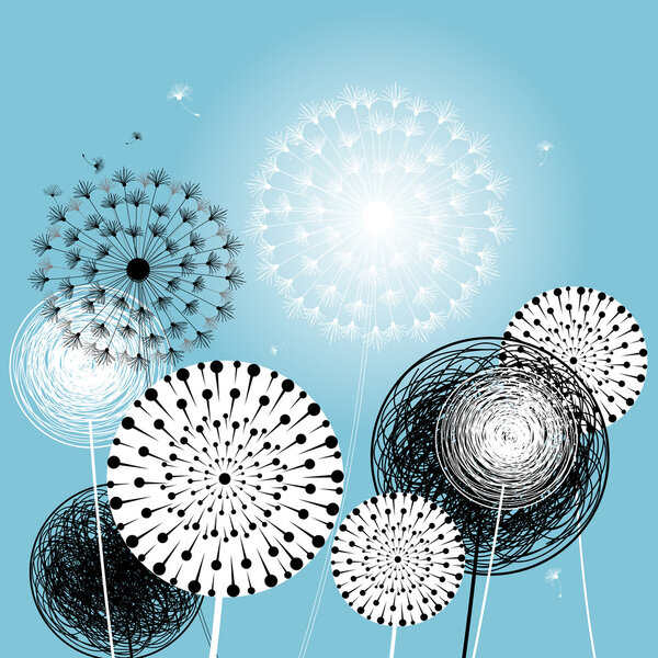 Красивые одуванчики
