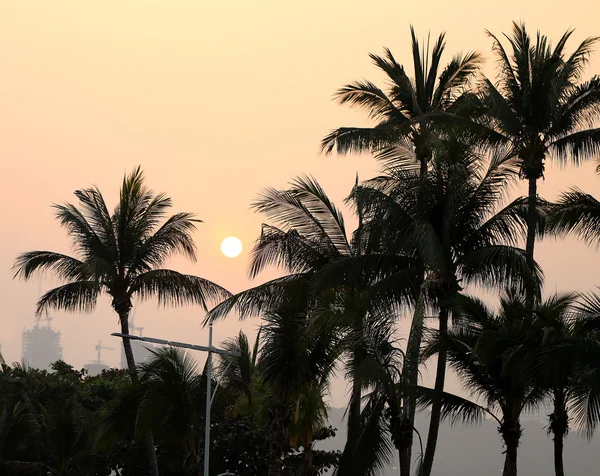 Photo sunset with palm trees — Stock Photo, Image