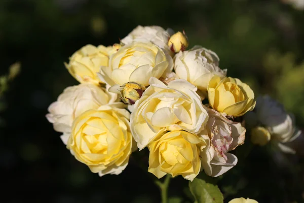 Photo bright roses — Stock Photo, Image
