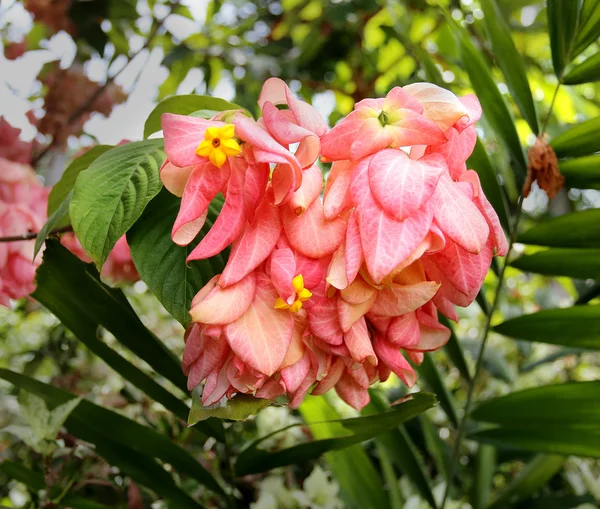 Foto růžové tropické listy a květy — Stock fotografie