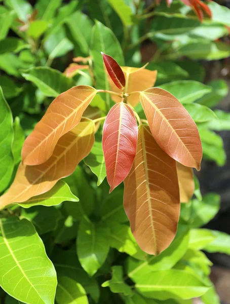 Photo tropical leaves — Stock Photo, Image