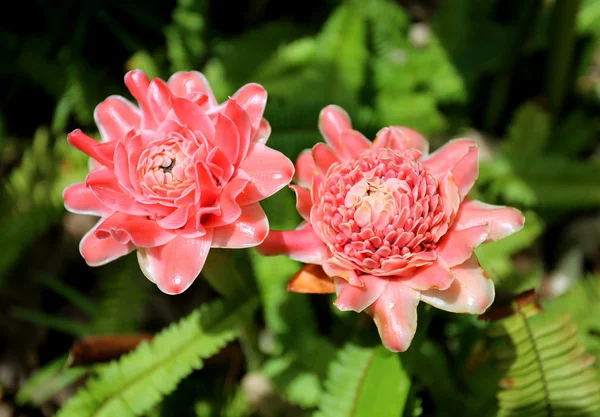 熱帯の花の写真 — ストック写真