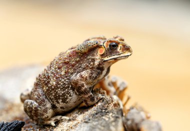 güzel fotoğraflar kurbağa