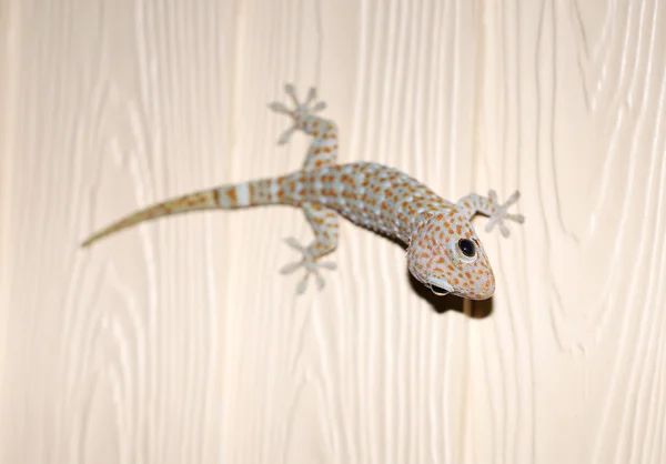 Photos of exotic Tokay gecko — Stock Photo, Image