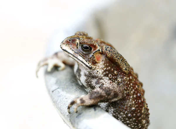 Photo portrait toad — Stock Photo, Image