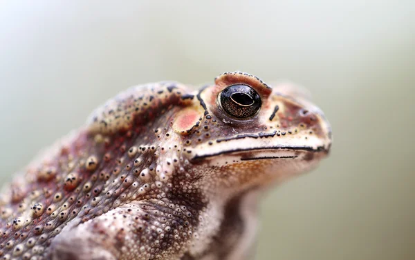 Photo portrait toad — Stock Photo, Image
