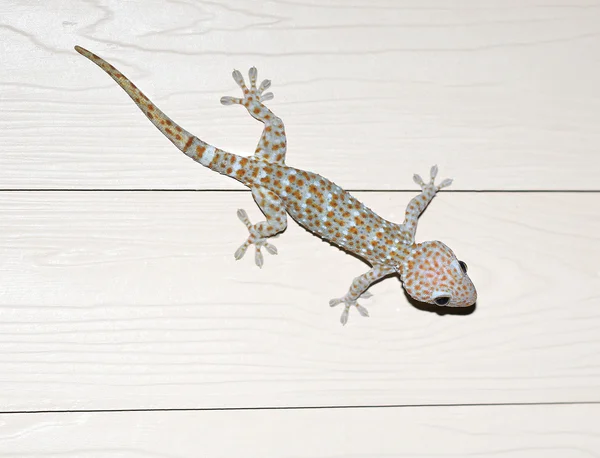 Photos of exotic Tokay gecko — Stock Photo, Image