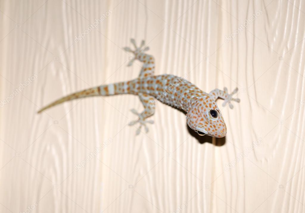 photos of exotic Tokay gecko