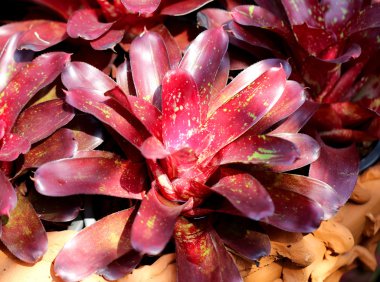 doğru Bromeliad bordo