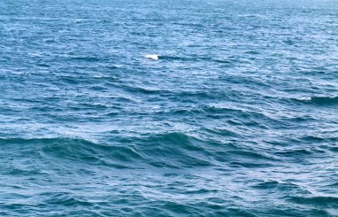 Fotoğraf mavi dalgalar