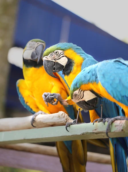 Bright blue macaws — Stock Photo, Image