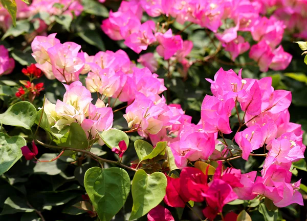 Blooming bougainvillea — Stock Photo, Image