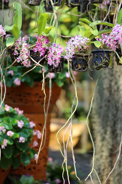 Muchas orquídeas diferentes —  Fotos de Stock