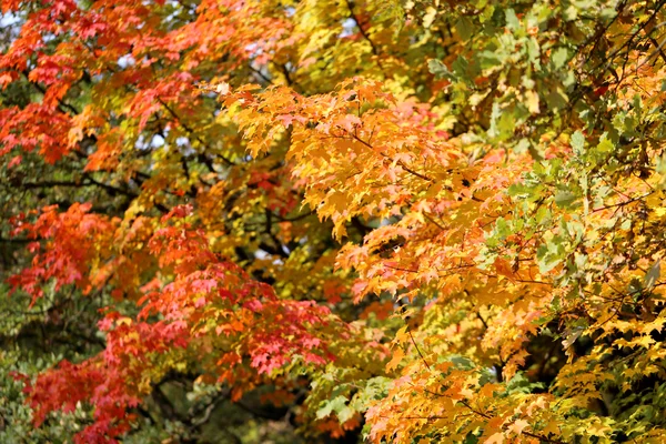 Arrière-plan arbres d'automne — Photo