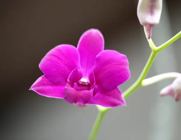 Orquídeas rosa brilhantes — Fotografia de Stock