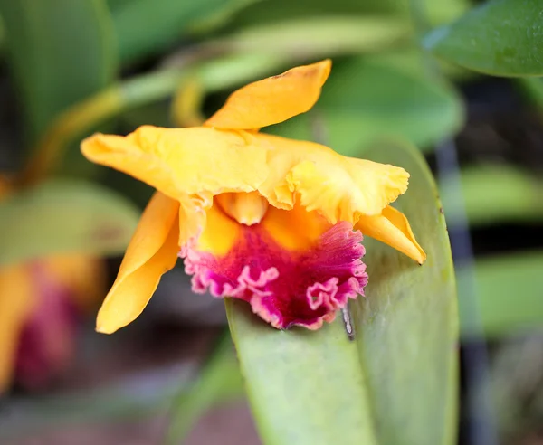 Orquídea amarela brilhante — Fotografia de Stock