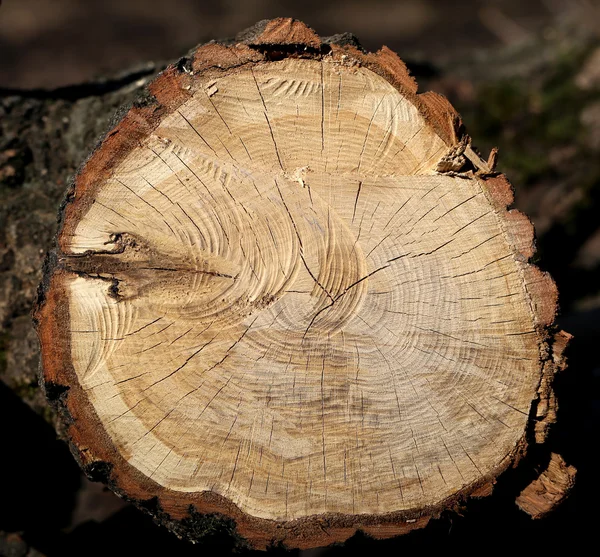 Beautiful cut of a tree — Stock Photo, Image