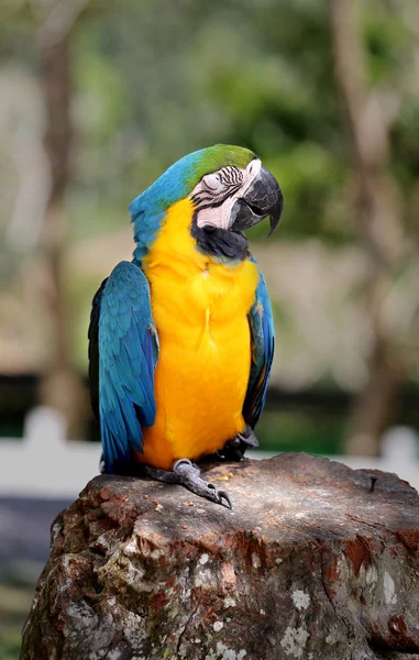 Синий ара — стоковое фото