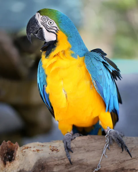 Foto macaw blu — Foto Stock