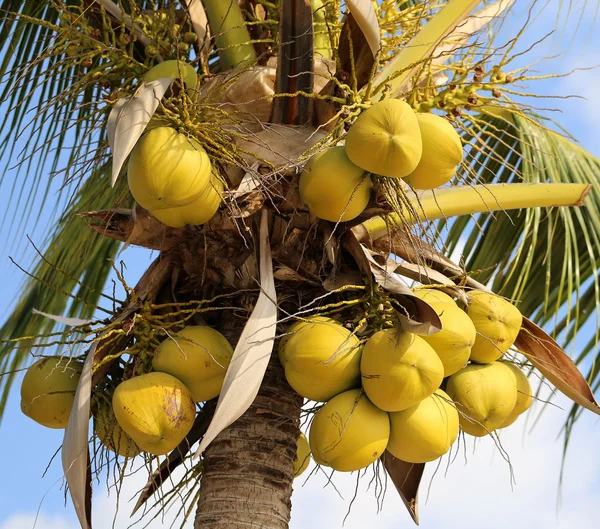 Noix de coco mûres sur la paume — Photo