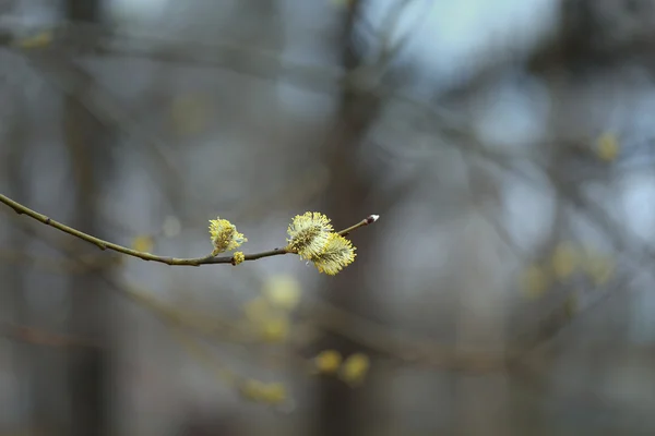 Boccioli di salice giallo nel parco — Foto Stock