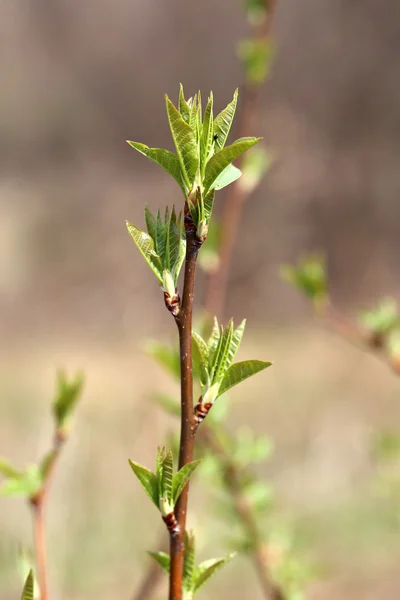 Tavaszi zöld levelek, egy ág — Stock Fotó