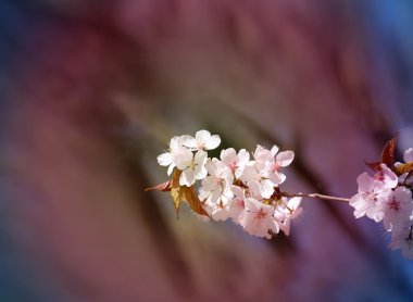 Makro çiçek açan kiraz çiçekleri