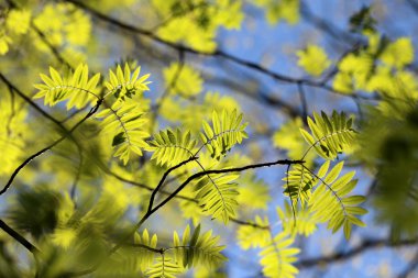 Genç yaprakların yeşil dağ kül