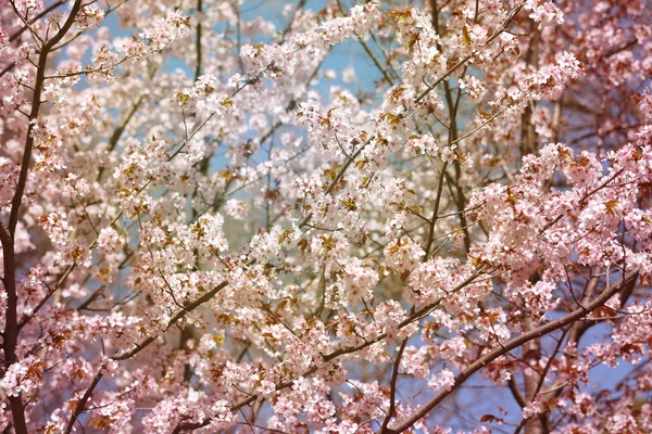 Fondo flores de cerezo — Foto de Stock