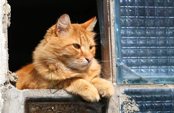 Narancssárga macska — Stock Fotó