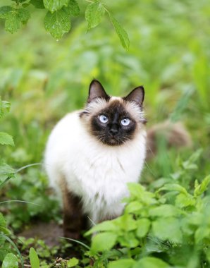 Kabarık Siyam kedisi