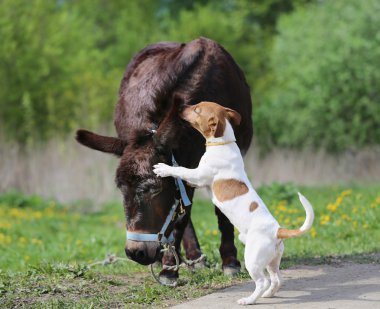 Fotoğraf komik eşek ve köpek
