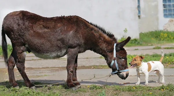 Foto lustige Esel und Hund — Stockfoto