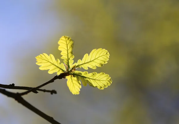 Hojas verdes jóvenes de roble — Foto de Stock