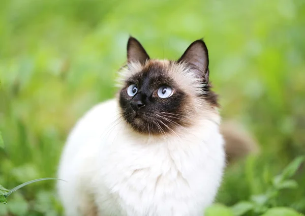 무성 한 샴 고양이 — 스톡 사진