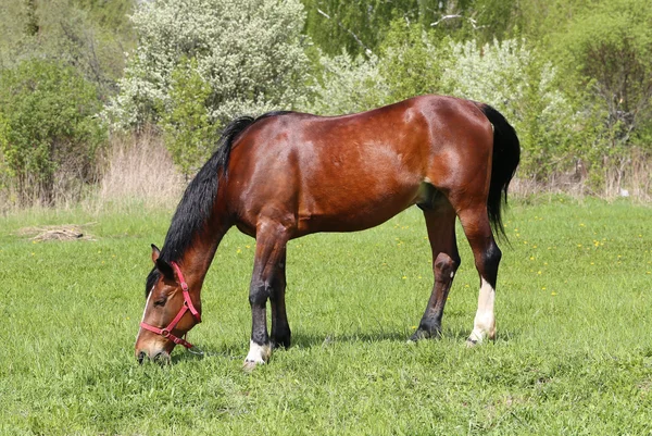 Όμορφο κόκκινο άλογο — Φωτογραφία Αρχείου